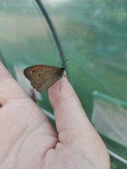 Maniola jurtina