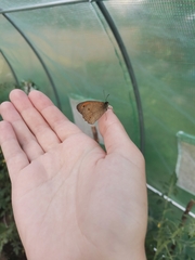 Maniola jurtina