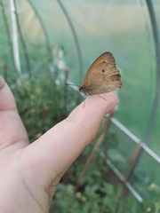Maniola jurtina