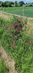 Lathyrus tuberosus