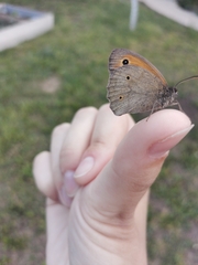 Maniola jurtina