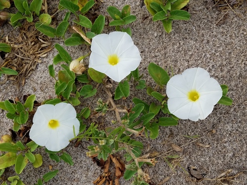 beach morning-glory