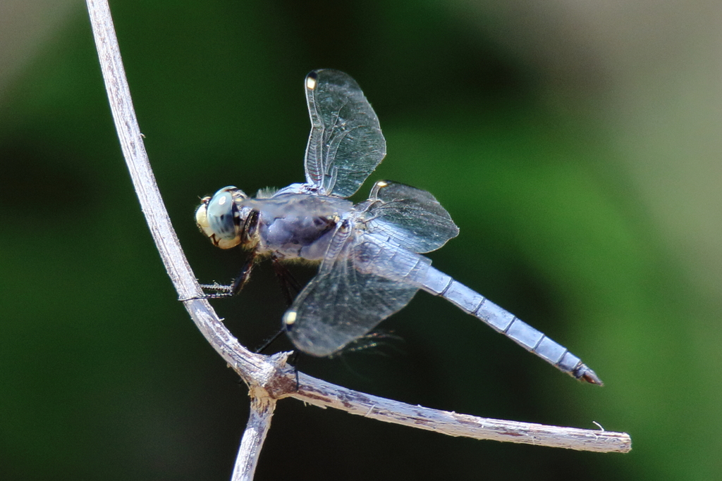 Comanche Skimmer