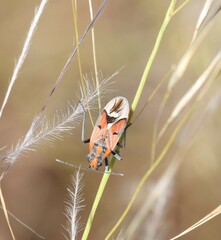 Haemobaphus concinnus