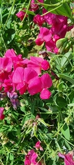 Lathyrus tuberosus