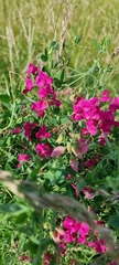 Lathyrus tuberosus