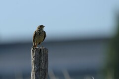 Emberiza calandra