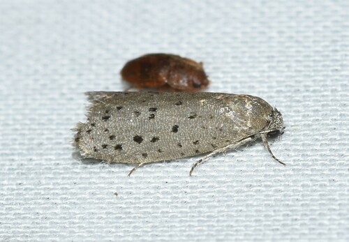 Mimosa Webworm Moth photo 2