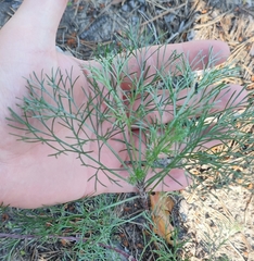 Artemisia marschalliana