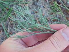 Artemisia marschalliana