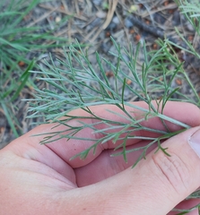 Artemisia marschalliana