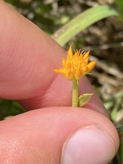 Polygala lutea