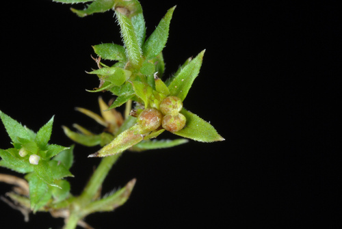 Sherardia arvensis