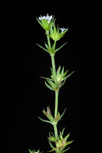 Sherardia arvensis