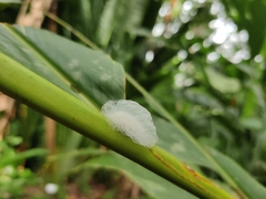 Okiscarta