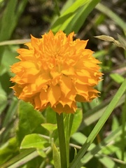 Polygala lutea