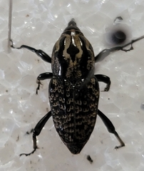 Sphenophorus cariosus