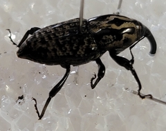 Sphenophorus cariosus