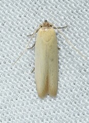 Holcocera immaculella