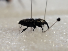 Sphenophorus cariosus