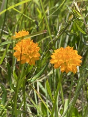 Polygala lutea