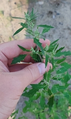 Chenopodium album