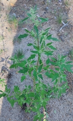 Chenopodium album