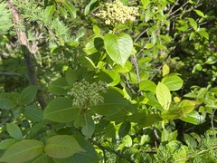 Viburnum cassinoides image