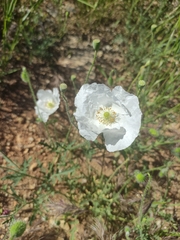 Papaver albiflorum