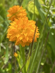 Polygala lutea