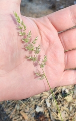 Koeleria glauca