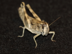 Acrididae