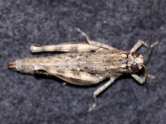Acrididae