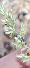 Koeleria glauca