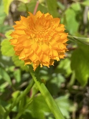 Polygala lutea