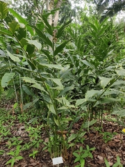 Alpinia vittata