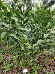 Alpinia vittata