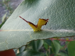 Cerura