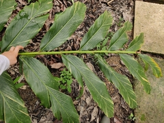 Alpinia vittata