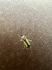 Campyloneura virgula