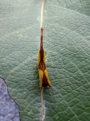 Cerura