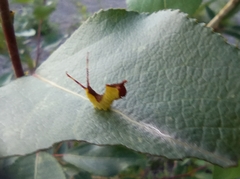 Cerura