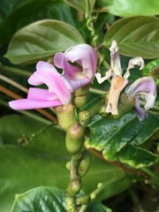 Canavalia cathartica