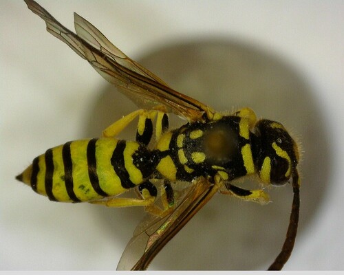 iNaturalist observation photo of Club-horned Wasps