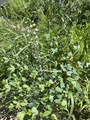 Baptisia alba