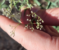 Gypsophila paniculata