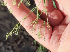 Gypsophila paniculata