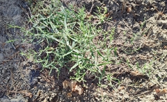 Gypsophila paniculata