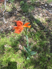 Dichromanthus aurantiacus