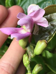 Canavalia cathartica